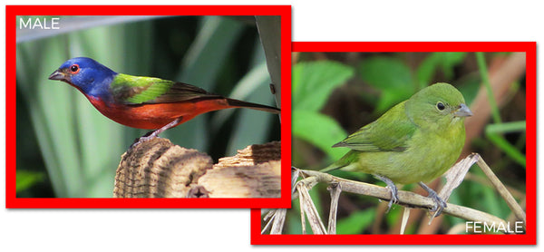 Painted Bunting