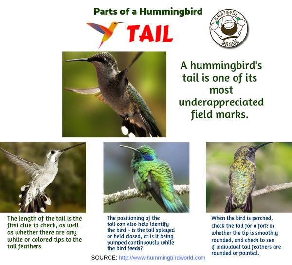 Parts of a Hummingbird