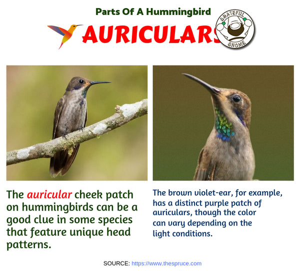 Parts of a Hummingbird
