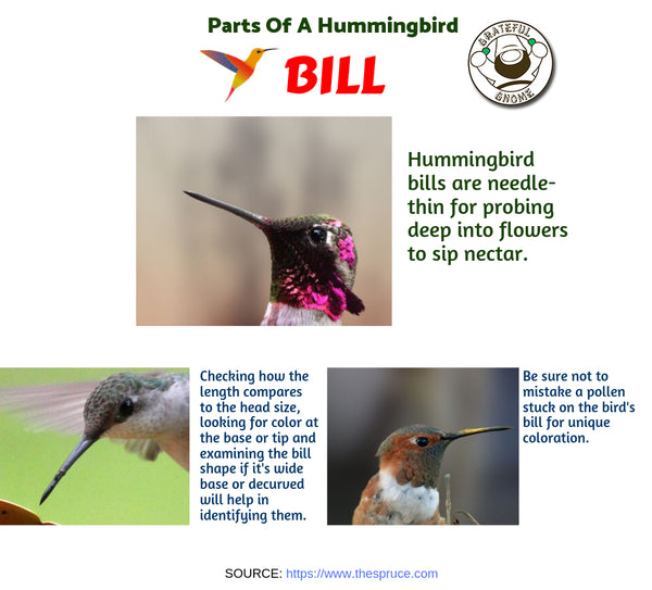Parts of a Hummingbird 