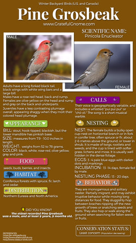 Pine Grosbeak Infographic