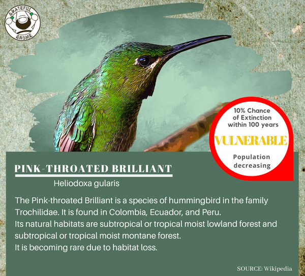 Pink-throated Brilliant