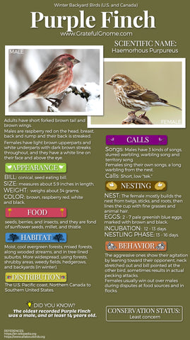 Purple Finch Infographic
