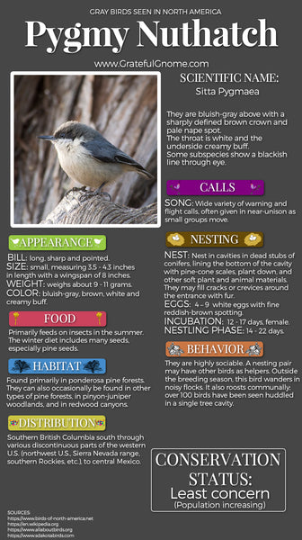 Pygmy Nuthatch Infographic