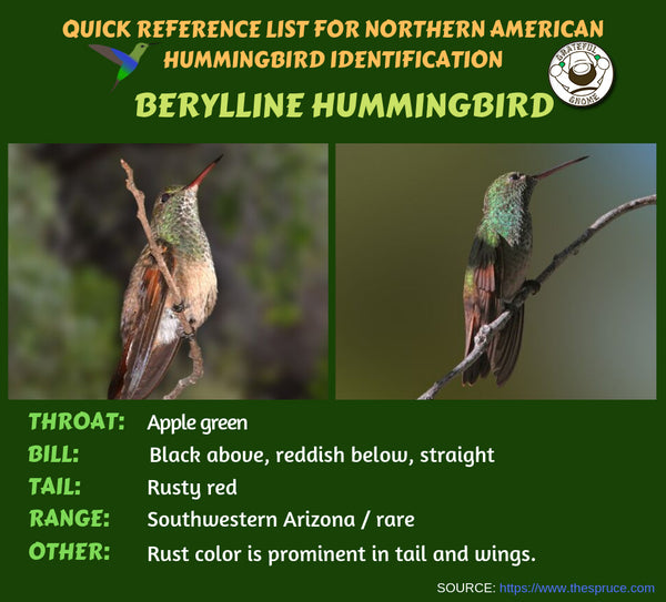 berylline hummingbird