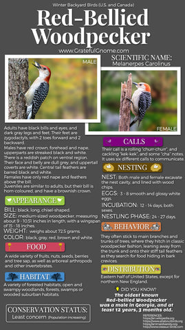 Red-Bellied Woodpecker Infographic