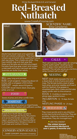Red-Breasted Nuthatch Infographic