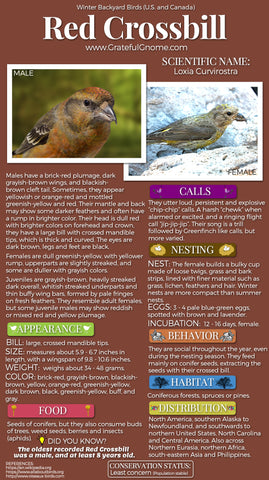 Red Crossbill Infographic