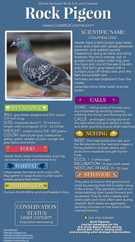 Rock Pigeon Infographic