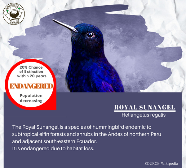 Royal Sunangel 