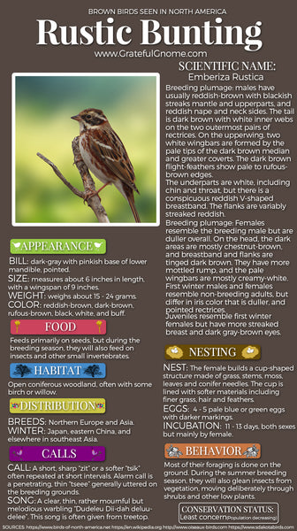 Rustic Bunting Infographic