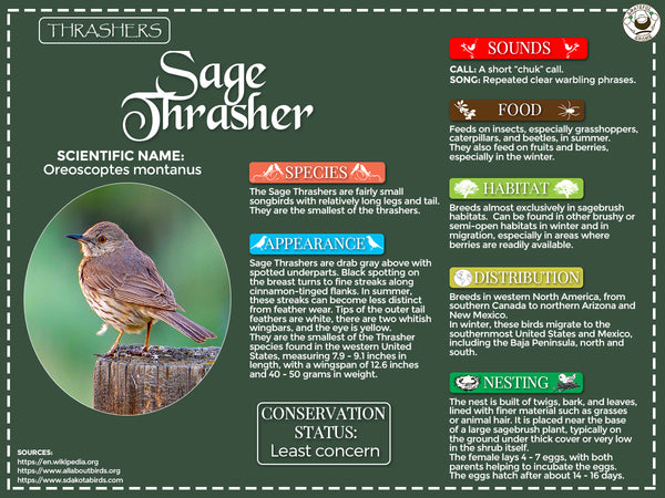 Sage Thrasher Infographic