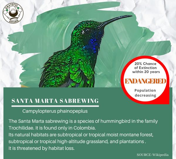 Santa Marta Sabrewing 