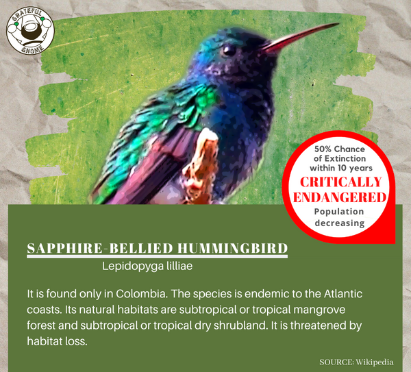 Sapphire-bellied Hummingbird 