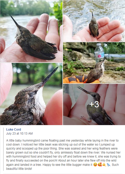 Saving_a_Baby_Hummingbird
