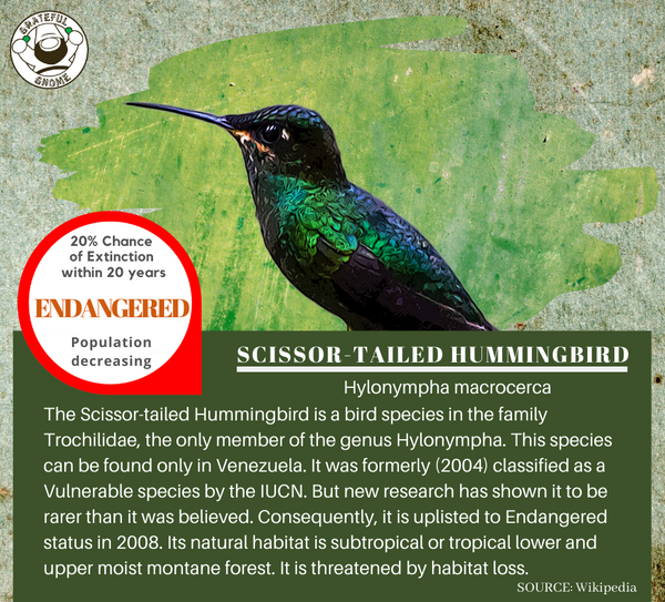Scissor-tailed Hummingbird 