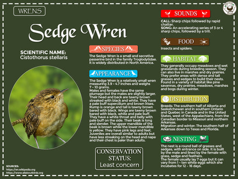 Sedge Wren Infographic