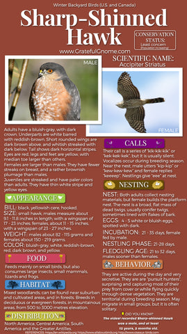 Sharp-Shinned Hawk Infographic