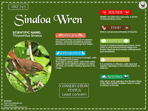 Sinaloa Wren