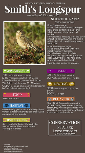 Smith's Longspur Infographic