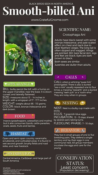 Smooth-billed Ani Infographic