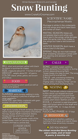Snow Bunting Infographic