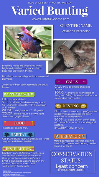 Varied Bunting Infographic