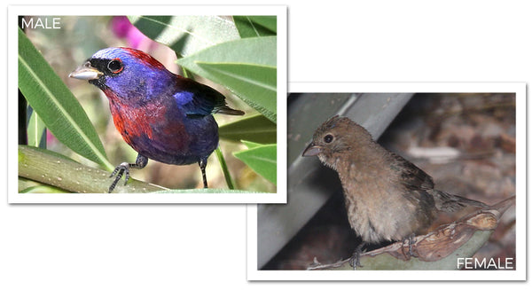 Varied Bunting