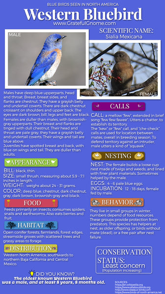 Western Bluebird Infographic