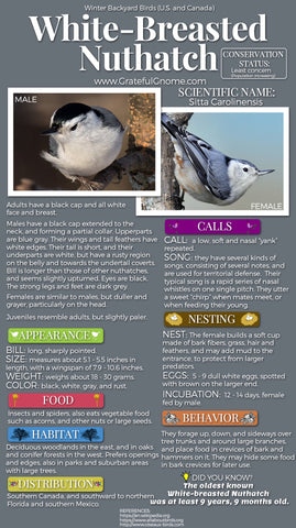 White-Breasted Nuthatch Infographic