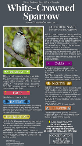 White-Crowned Sparrow Infographic