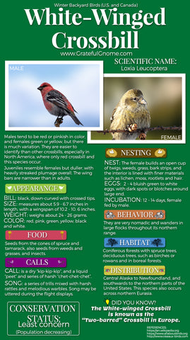 White-Winged Crossbill Infographic