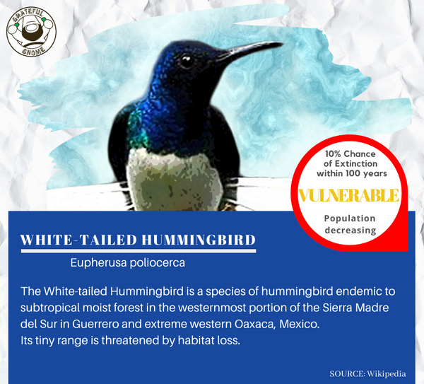 White-tailed Hummingbird 