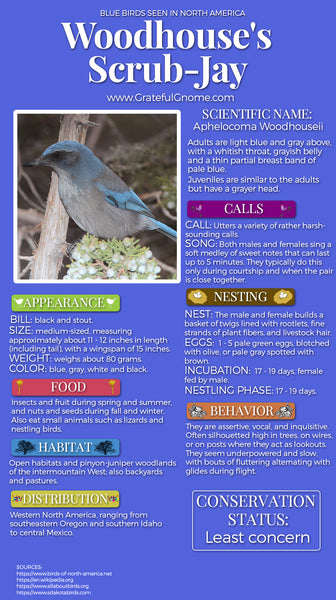 Woodhouse's Scrub-Jay Infographic