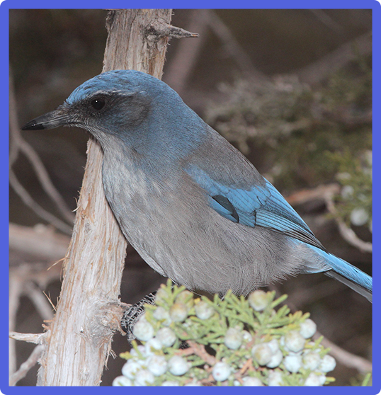 Woodhouse's Scrub-Jay 