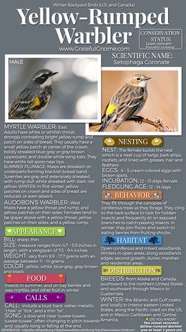 Yellow-Rumped Warbler Infographic