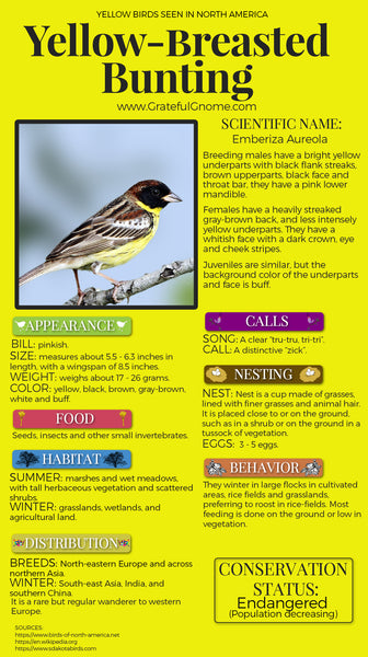 Yellow-breasted Bunting Infographic