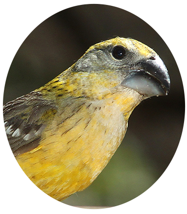 Yellow Grosbeak