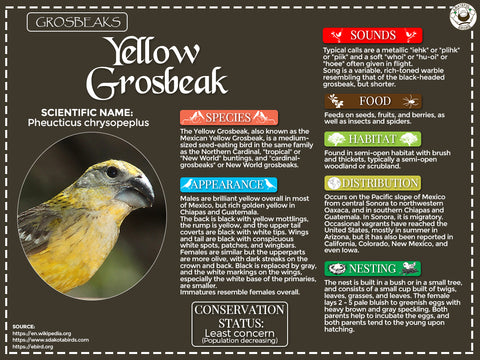 Yellow Grosbeak Infographic