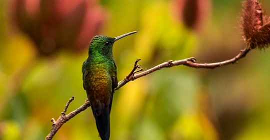 a-growing-list-of-hummingbirds