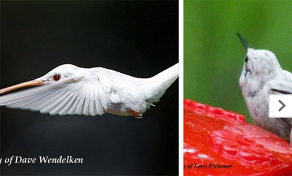 albino-hummingbirds-up-close-and-personal