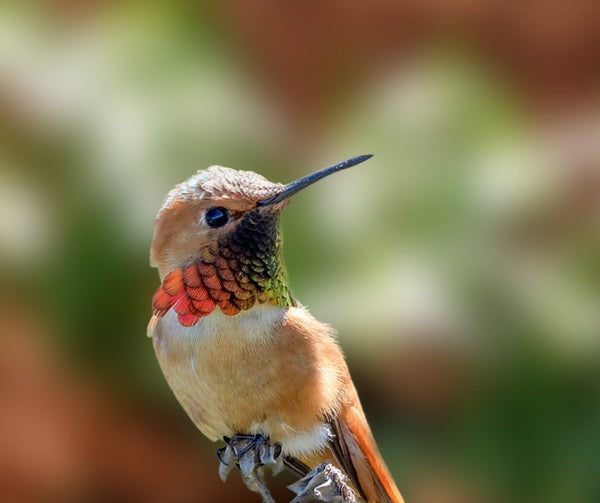 allens-hummingbird