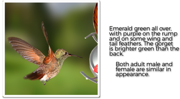 berylline-hummingbird