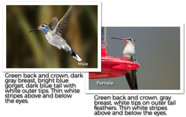 blue-throated-hummingbird-male-and-female