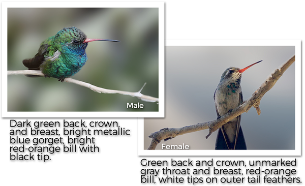 broad-billed-hummingbird