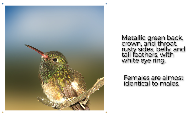 buff-bellied-hummingbird