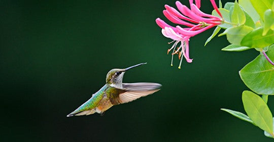 colorful-flower-hummingbirds-love