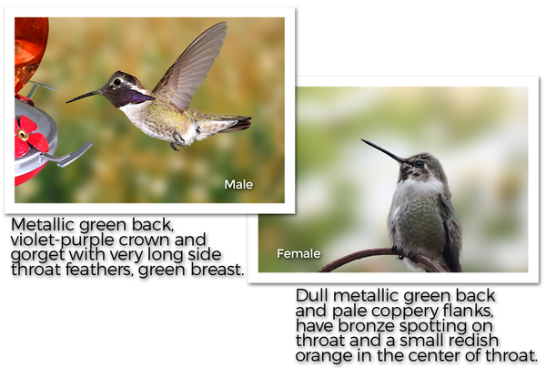 costas-hummingbird-male-and-female
