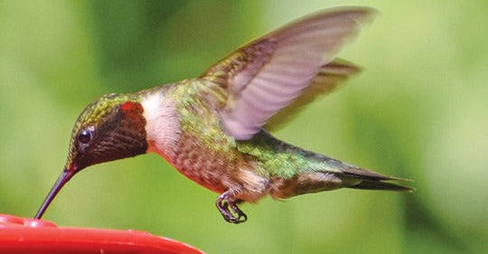 enjoying-hummingbirds-all-summer-long
