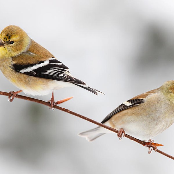 fall-and-winter-colors-of-common-birds